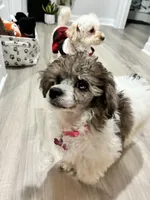 Autumn Blue, a female Poodle - Miniature  for sale in Port Saint Lucie, FL – Photo 1 of 4