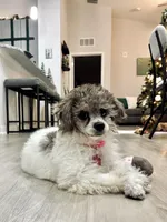 Autumn Blue, a female Poodle - Miniature  for sale in Port Saint Lucie, FL – Photo 3 of 4