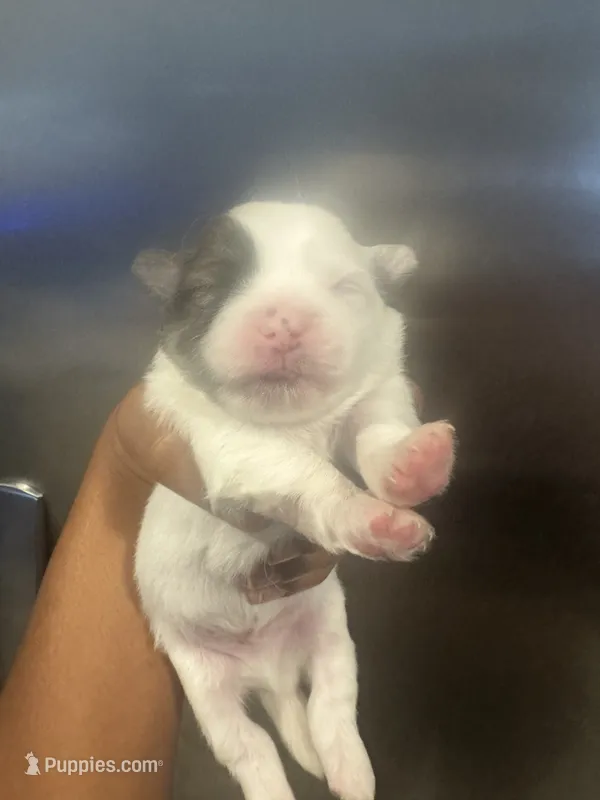Girl – Pomeranian, Shih Tzu puppy for sale in New Caney, TX