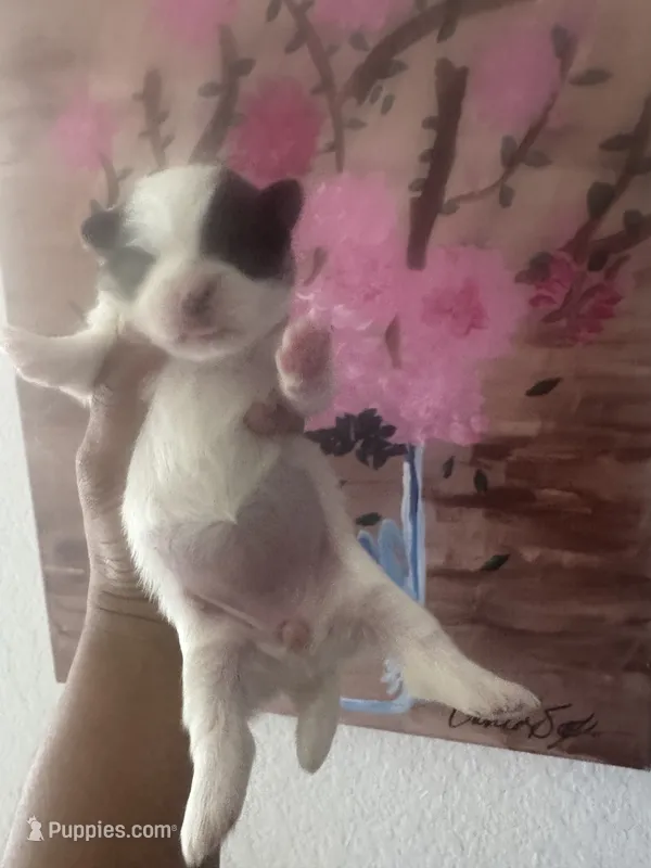 Girl  – Pomeranian, Shih Tzu puppy for sale in New Caney, TX