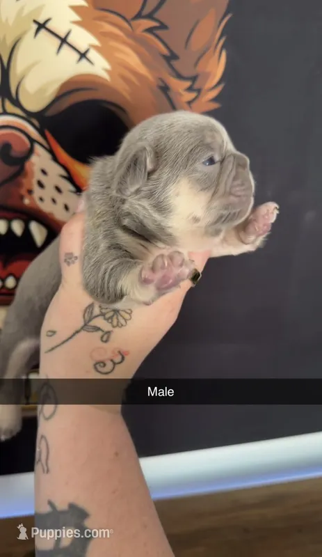 Lilac and tan male  – French Bulldog puppy for sale in Yadkinville, NC