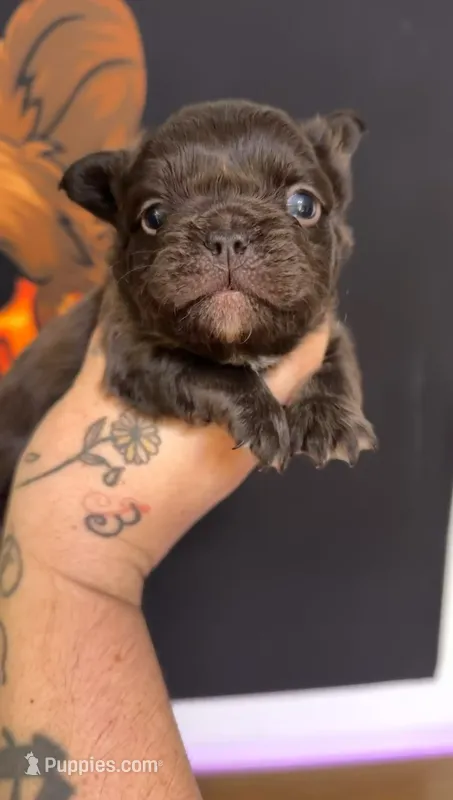 Chocolate fluffy – French Bulldog puppy for sale in Yadkinville, NC
