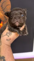 Chocolate fluffy, a male French Bulldog for sale in Yadkinville, NC – 1 of 3