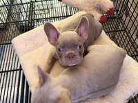 New shade female, a female French Bulldog for sale in Yadkinville, NC – 3 of 5