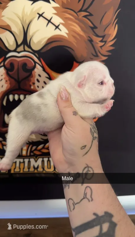 Koi male 3  – French Bulldog puppy for sale in Yadkinville, NC
