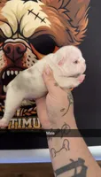 Koi male 3 , a male French Bulldog for sale in Yadkinville, NC – 1 of 1