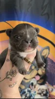 Blue fluffy male , a male French Bulldog for sale in Yadkinville, NC – Photo 1 of 4