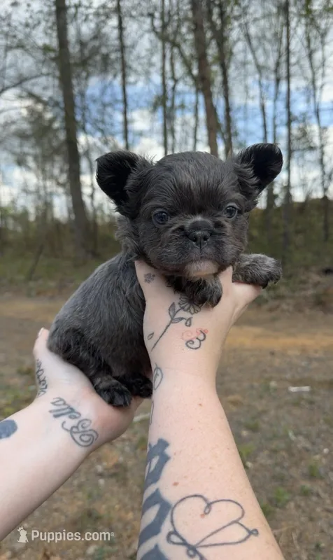 Blue fluffy male  – French Bulldog puppy for sale in Yadkinville, NC
