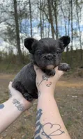 Blue fluffy male , a male French Bulldog for sale in Yadkinville, NC – Photo 1 of 6