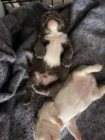 Blue fluffy male , a male French Bulldog for sale in Yadkinville, NC – Photo 4 of 4