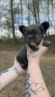 Blue fluffy male , a male French Bulldog for sale in Yadkinville, NC – Photo 2 of 6