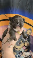 Blue fluffy male , a male French Bulldog for sale in Yadkinville, NC – Photo 2 of 4
