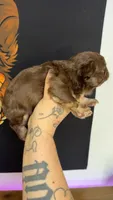Rojo fluffy, a male French Bulldog for sale in Yadkinville, NC – 2 of 3
