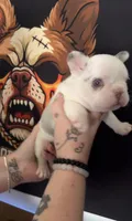 Koi male, a male French Bulldog for sale in Yadkinville, NC – 2 of 2