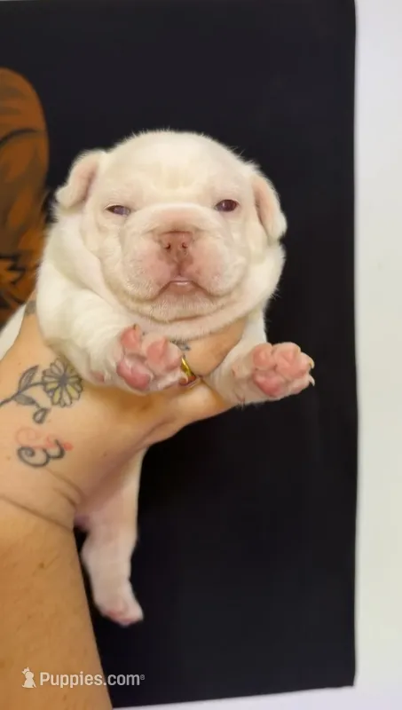 Platinum – French Bulldog puppy for sale in Yadkinville, NC