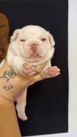 Platinum, a male French Bulldog for sale in Yadkinville, NC – 1 of 3