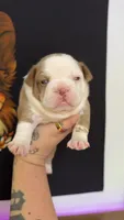 Rojo husky, a male French Bulldog for sale in Yadkinville, NC – 1 of 3