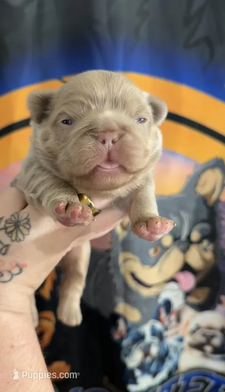 New shade fluffy male , a male French Bulldog for sale in Yadkinville, NC – Photo 1 of 3