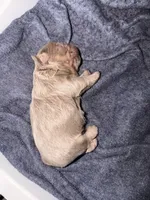 New shade fluffy male , a male French Bulldog for sale in Yadkinville, NC – Photo 3 of 3