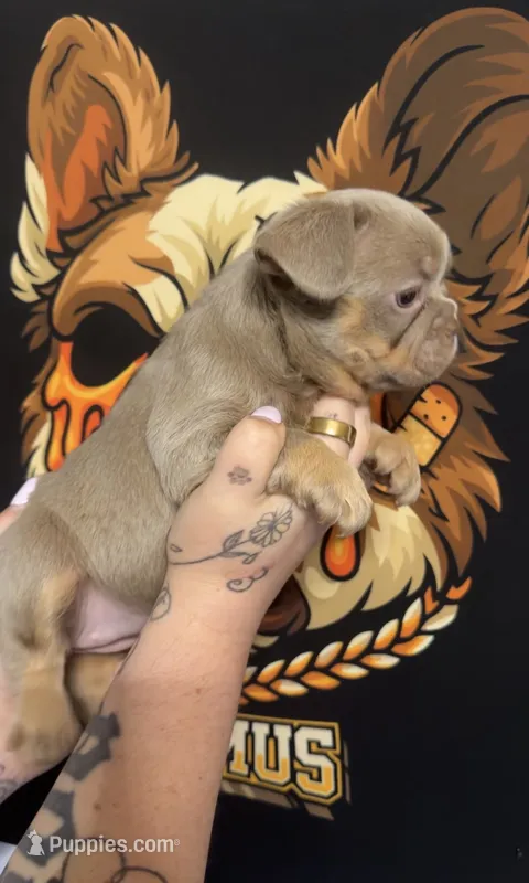New shade female – French Bulldog puppy for sale in Yadkinville, NC