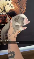 Husky female 2, a female French Bulldog for sale in Yadkinville, NC – 1 of 1
