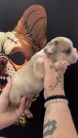 Koi male 2 , a male French Bulldog for sale in Yadkinville, NC – 2 of 2