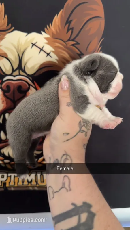 Husky female – French Bulldog puppy for sale in Yadkinville, NC
