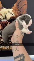 Husky female, a female French Bulldog for sale in Yadkinville, NC – 1 of 1