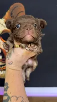 Rojo fluffy, a male French Bulldog for sale in Yadkinville, NC – 1 of 3
