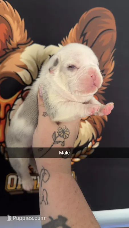 Koi male – French Bulldog puppy for sale in Yadkinville, NC
