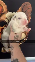Koi male, a male French Bulldog for sale in Yadkinville, NC – 1 of 1