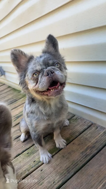 Honey – French Bulldog puppy for sale in Yadkinville, NC