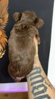 Rojo fluffy, a male French Bulldog for sale in Yadkinville, NC – 3 of 3