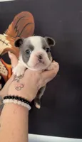 Husky female, a female French Bulldog for sale in Yadkinville, NC – 2 of 2