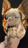 New shade female, a female French Bulldog for sale in Yadkinville, NC – 2 of 5
