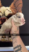 Koi male 2 , a male French Bulldog for sale in Yadkinville, NC – 1 of 1