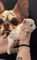 Koi male 3 , a male French Bulldog for sale in Yadkinville, NC – 2 of 2