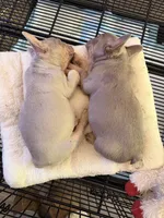 New shade female, a female French Bulldog for sale in Yadkinville, NC – 5 of 5