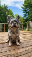 Honey, a female French Bulldog for sale in Yadkinville, NC – 2 of 2