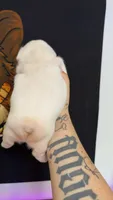 Platinum, a male French Bulldog for sale in Yadkinville, NC – 3 of 3