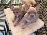 New shade female, a female French Bulldog for sale in Yadkinville, NC – 4 of 5