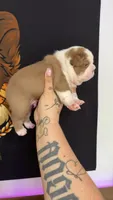 Rojo husky, a male French Bulldog for sale in Yadkinville, NC – 3 of 3