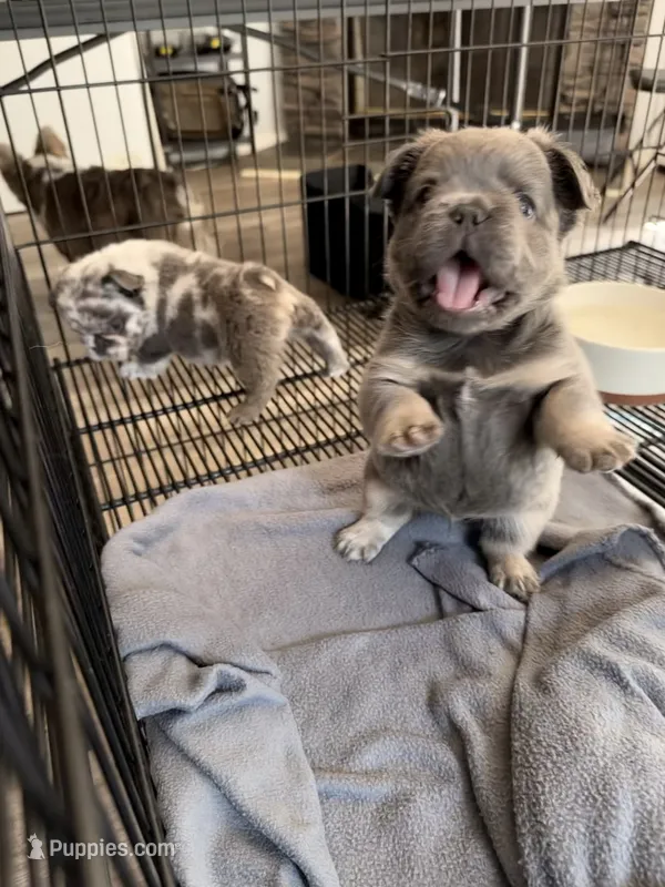 Fluffy blue and tan male – French Bulldog puppy for sale in Yadkinville, NC