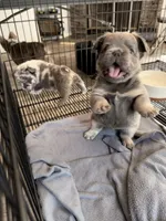Fluffy blue and tan male, a male French Bulldog for sale in Yadkinville, NC – 1 of 2