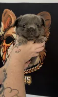 Fluffy blue and tan male, a male French Bulldog for sale in Yadkinville, NC – 2 of 2