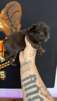 Chocolate fluffy, a male French Bulldog for sale in Yadkinville, NC – 3 of 3