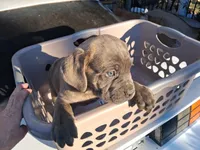 Grey Ghost, a male Cane Corso for sale in Clarksville, TN – Photo 3 of 7