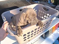 Grey Ghost, a male Cane Corso for sale in Clarksville, TN – Photo 2 of 7