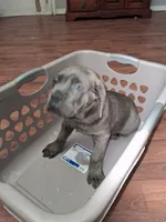 Grey Ghost, a male Cane Corso for sale in Clarksville, TN – Photo 5 of 7