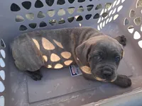 Grey Ghost, a male Cane Corso for sale in Clarksville, TN – Photo 7 of 7